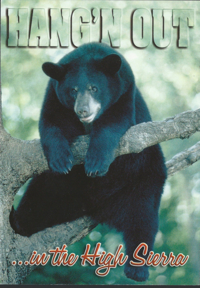 Bear Hangin Out Postcard