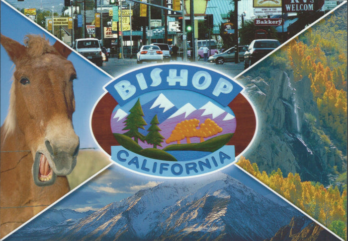 Bishop Collage Postcard-QTY=50