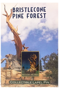 Bristlecone Pin