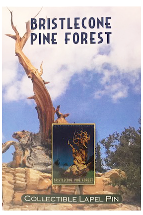 Bristlecone Pin