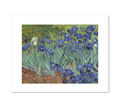 Irises by Vincent van Gogh