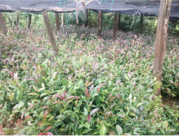 Kenya Purple Tea - Loose Leaf