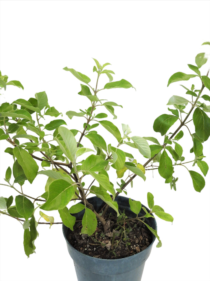 PLANTA VENCEDOR CON RAIZ