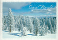 Snow Covered Evergreen Trees Postcard-QTY=50